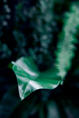 closeup nature view of green leaf and background.dark nature concept, tropical leaf
