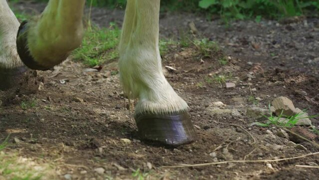 The feet of a white horse treading the trail