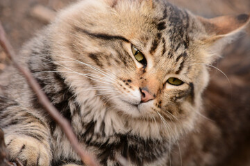 long-haired cat lying down with intense yellow eyes. face closeup