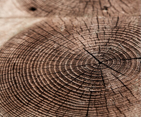 texture. a cut of a tree. wooden surface. brown board
