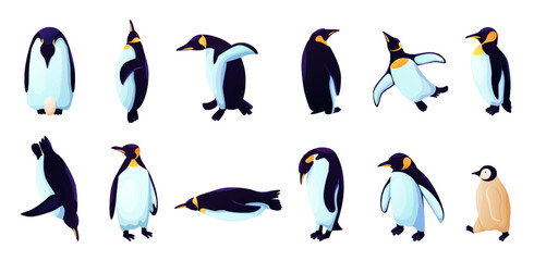 Obraz premium Humboldt penguins, rockhopper animals in different poses. Antarctica birds species. Arctic adelie, blue emperor, chinstrap, royal gentoo. Zoo and wildlife character. Vector cartoon icons