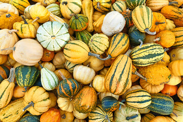 Top view of many different ornamental gourds and pumpkins