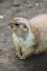 Prairie dog