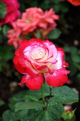 red rose with dew drops