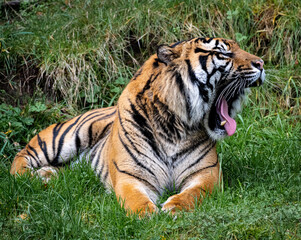 Closeup of a Sumatran Tiger yawning at Point Defiance Zoo