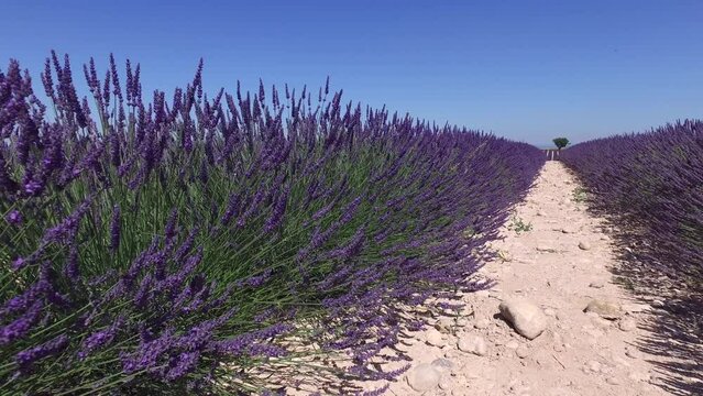 Lavender field in Provence, near Sault, France 