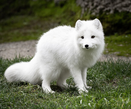 Closeup of adorable Arctic Fox kit at Point Defiance Zoo