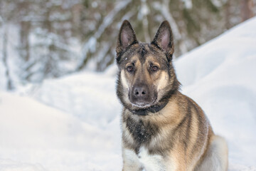 Naklejka premium Young east siberian laika walking in deep snow