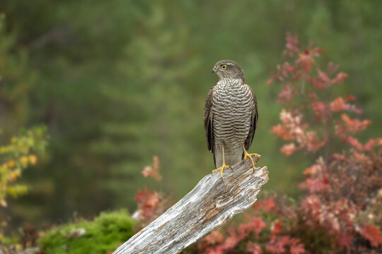 The Eurasian sparrowhawk (Accipiter nisus) sitting on the dry tree trunk
