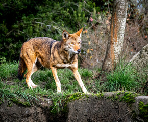 Fototapeta premium Red wolf about to pounce at Point Defiance Zoo