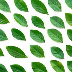 top view flat lay collection of fresh green leaves isolated on white background.idea for ecology backdrop,leaf wallpaper,organic health product design.