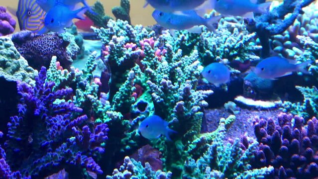 Korallen in einem Meerwasserbecken.
