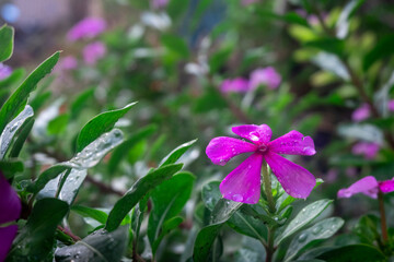 purple flower in the garden