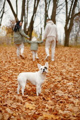Naklejka na ściany i meble Young family walking in autumn forest with their dog