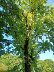 Baum im Park