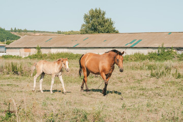 horse with his foal in free range on the farm. Mom and foal in the meadow
