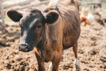 Portrait of a samall brown calf. calves in the pen against the background of a manure