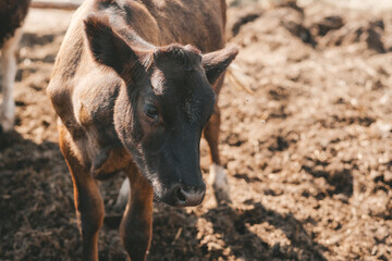 Portrait of a samall brown calf. calves in the pen against the background of a manure