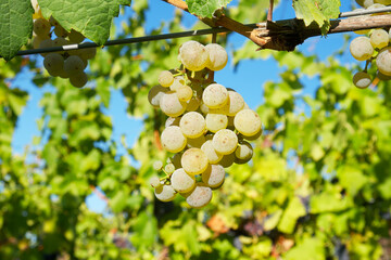 Fototapeta premium small bunch of white grapes on the background of a green vineyard on a sunny day