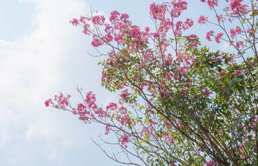 Beautiful pink flower on tree on blue sky background , Tabebuia rosea ( Pink trumpet tree )