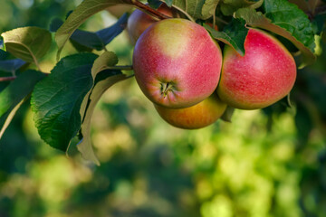 closeup of ripe red apples on branch in garden