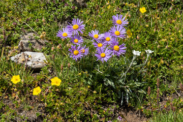 Alpenaster - Aster alpinus
