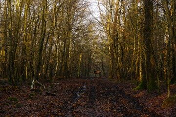 Obraz premium path in the woods