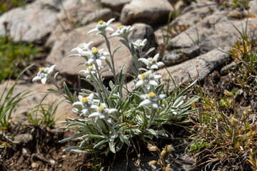 Alpen-Edelweiss - Leontopodium nivale