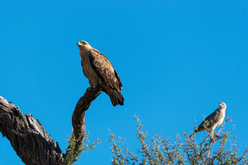 Aigle de Wahlberg,.Hieraaetus wahlbergi, Wahlberg's Eagle, Autour chanteur, .Melierax canorus, Pale Chanting Goshawk