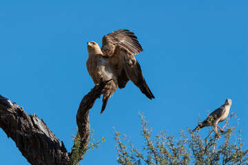 Aigle de Wahlberg,.Hieraaetus wahlbergi, Wahlberg's Eagle, Autour chanteur, .Melierax canorus, Pale Chanting Goshawk