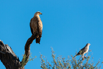 Aigle de Wahlberg,.Hieraaetus wahlbergi, Wahlberg's Eagle, Autour chanteur, .Melierax canorus, Pale Chanting Goshawk