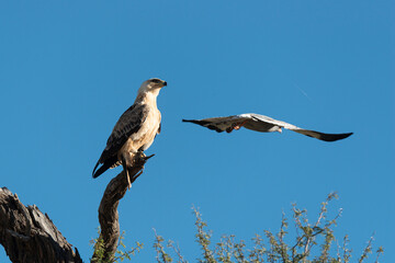 Aigle de Wahlberg,.Hieraaetus wahlbergi, Wahlberg's Eagle, Autour chanteur, .Melierax canorus, Pale Chanting Goshawk