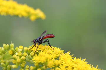 cylindromyia fly sitting on a flowering goldenrod