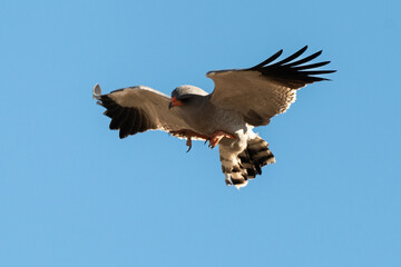 Autour chanteur, .Melierax canorus, Pale Chanting Goshawk