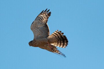 Autour chanteur, .Melierax canorus, Pale Chanting Goshawk