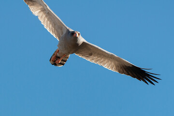 Autour chanteur, .Melierax canorus, Pale Chanting Goshawk