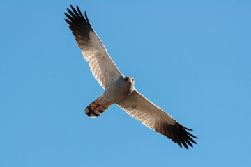 Autour chanteur, .Melierax canorus, Pale Chanting Goshawk