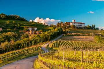 Fototapeta premium Spring sunset in the vineyards of Rosazzo