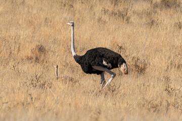 Fototapeta premium Autruche d'Afrique, Male, jeune,.Struthio camelus, Common Ostrich, Désert du Kalahari, Afrique du Sud