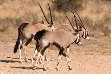 oryx gazelle, gemsbok, Oryx gazella, Parc national Kalahari, Afrique du Sud