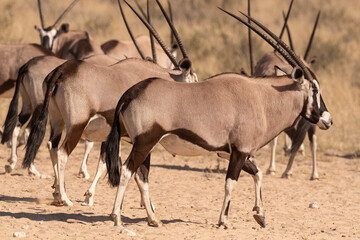 oryx gazelle, gemsbok, Oryx gazella, Parc national Kalahari, Afrique du Sud