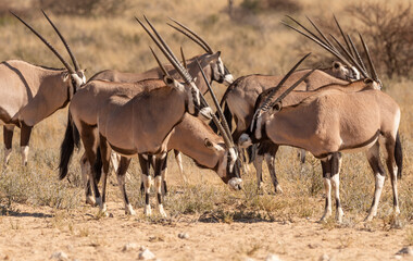 oryx gazelle, gemsbok, Oryx gazella, Parc national Kalahari, Afrique du Sud