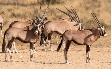 Naklejka na ściany i meble oryx gazelle, gemsbok, Oryx gazella, Parc national Kalahari, Afrique du Sud