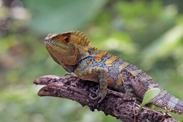 Forest dragon lizard on a branch, side view of reptile skin and spike, Gonocephalus chamaeleontinus, animal closeup