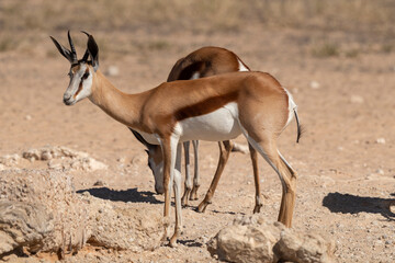 Springbok, Antidorcas marsupialis, Afrique du Sud