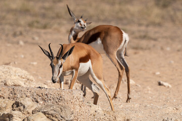 Springbok, Antidorcas marsupialis, Afrique du Sud