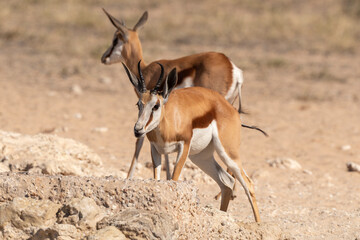 Springbok, Antidorcas marsupialis, Afrique du Sud