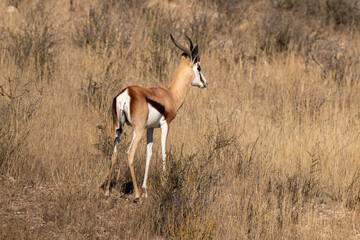 Naklejka na ściany i meble Springbok, Antidorcas marsupialis, Afrique du Sud