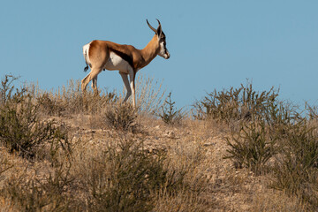 Springbok, Antidorcas marsupialis, Afrique du Sud