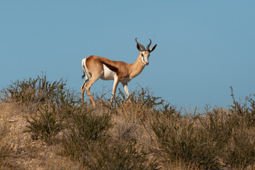 Springbok, Antidorcas marsupialis, Afrique du Sud